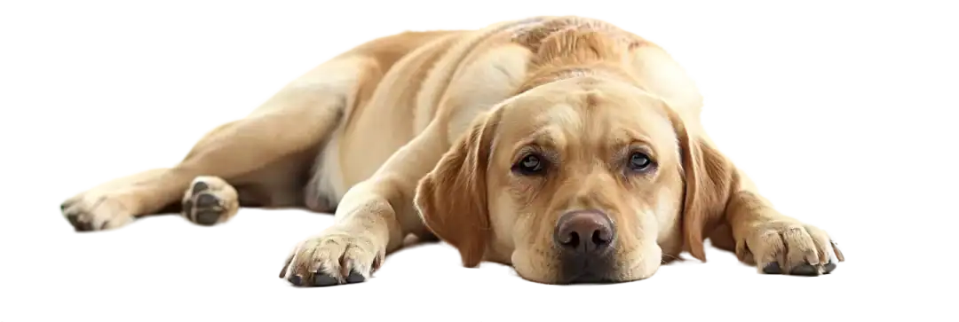 Chien Labrador malade