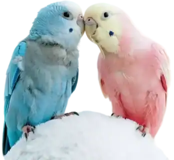 Perruches bleue et rose